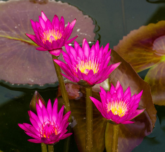 泰国的粉红莲花插画