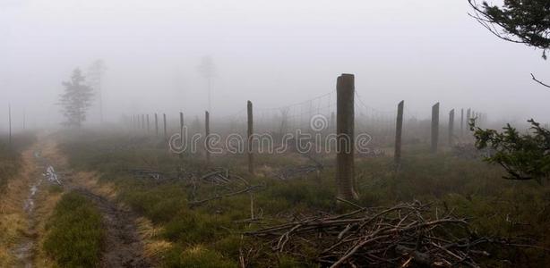 情绪 环境 神秘的 森林 早晨 自然 恐怖 栅栏 噩梦 列车