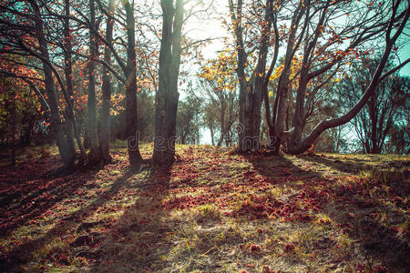 意大利老山毛榉林的秋日黎明