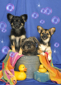 三只小狗在浴缸里