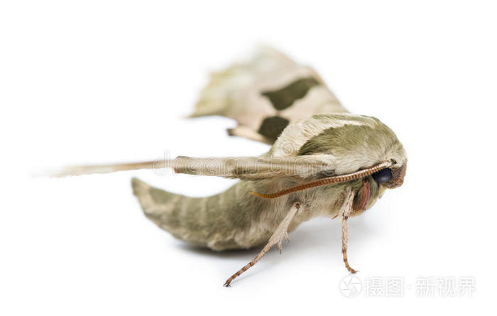 灰飞蛾
