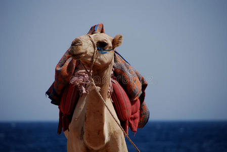 海滩上的骆驼