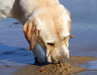 黄色拉布拉多犬在海上嬉戏图片