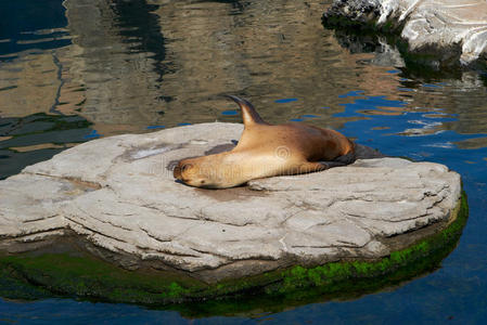 公园 睡觉 咆哮 生态学 海洋 哺乳动物 动物 风景 愤怒的
