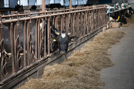 大型牛棚饲养奶牛