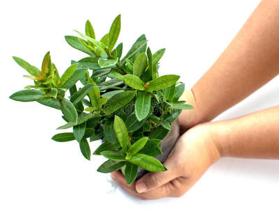 手在培养袋中种植绿色植物