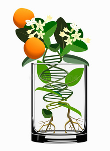 转基因植物概念