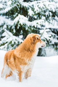 雪地上的红狗