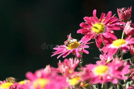 花泉蜂景