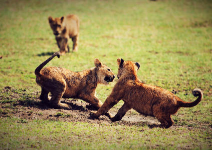 小狮子在玩耍。坦桑尼亚，非洲