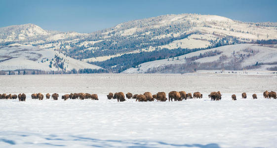 雪地里的野牛群，大提顿国家公园