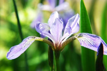 鸢尾花