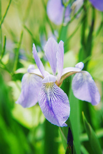 鸢尾花