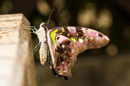 新出现的燕尾蝶