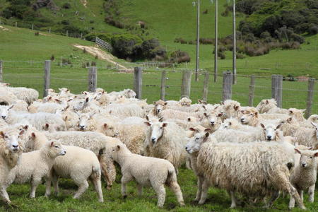 农场里的羊