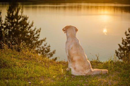 湖上的金毛猎犬