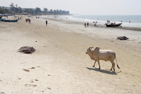 在海滩上散步的母牛图片