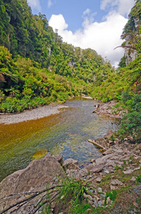 穿过亚热带森林的平静河流