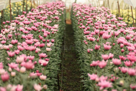 泰国菊花花园