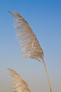 风吹芦花图片