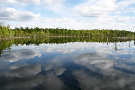 森林湖。 树反射在水里。 夏天。