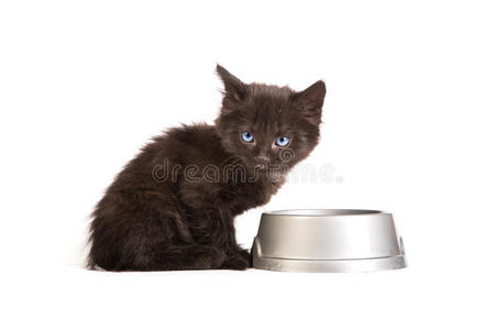 白底黑猫吃猫粮
