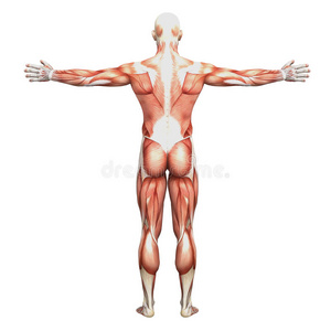 运动男性人体解剖和肌肉