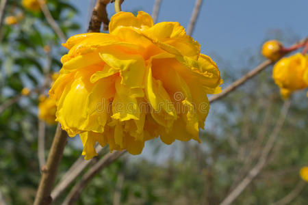 黄棉黄棉树照片