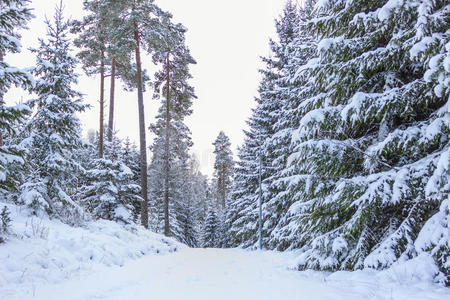 冬季小乡村公路瑞典