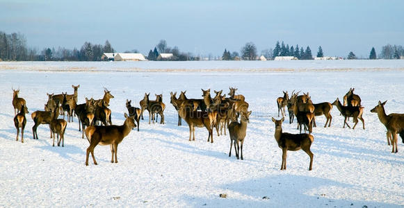冬天的鹿群