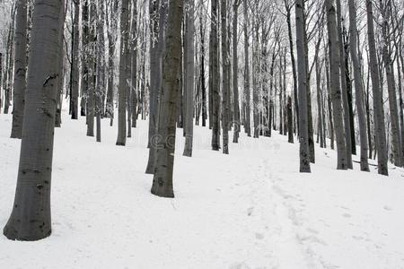 穿过森林的雪地小径。