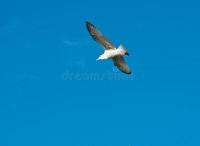 冥想 空气 海鸥 美丽的 目标 航班 飞行 动物群 自由