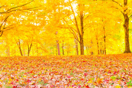 五颜六色的秋叶，森林模糊的背景。