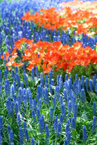 花园 复活节 损益 庆祝 荷兰语 美女 开花 成长 花束
