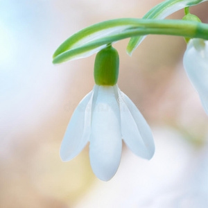 春雪花