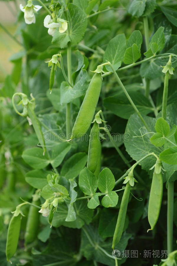 藤蔓上的豌豆荚照片-正版商用图片0msv5x-摄图新视界