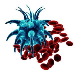 红细胞上的蓝色细菌图片
