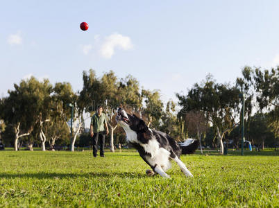 边境牧羊犬在公园打球