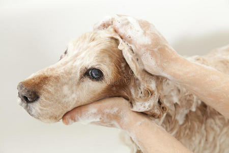 给狗洗澡