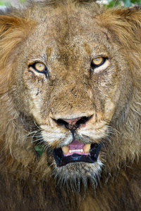 愤怒的狮子瞪着眼睛