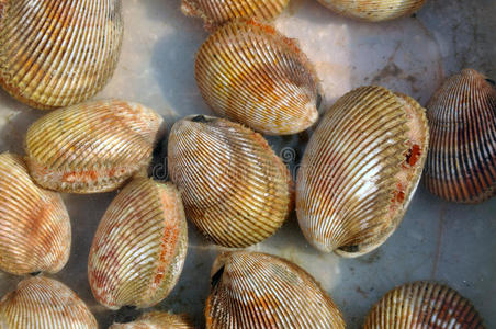 海鲜市场的贝壳