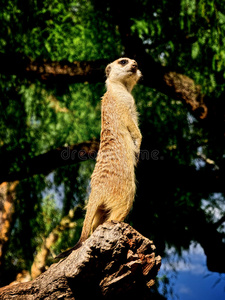 meercat公司