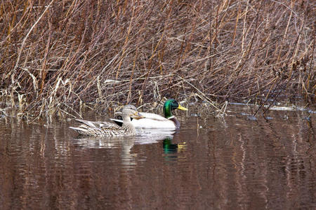 绿头鸭夫妇在水里。
