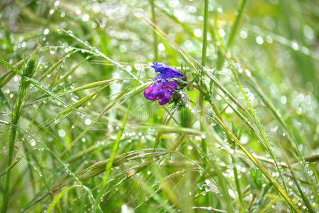 草丛中的紫花露水图片