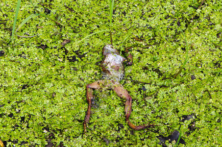 死青蛙躺在潮湿的沼泽地上绿色的植物上