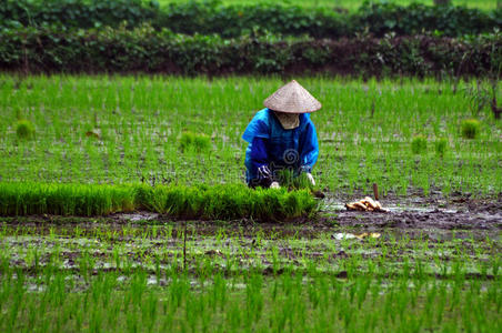 越南农民种植水稻