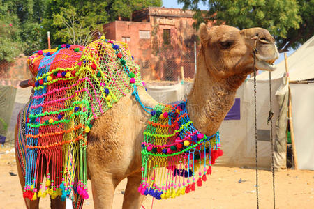 印度普什卡尔节日期间装饰的骆驼