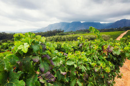 葡萄园stellenbosch，西开普省，南非