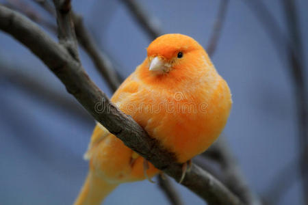 橙色金丝雀