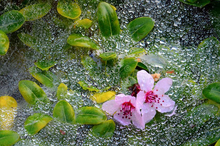 露水 雨天 雌蕊 花园 美丽的 开花 分支 颜色 自然 花瓣